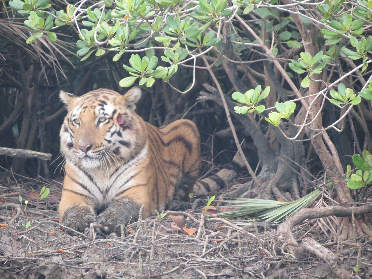 Sundarbans National Park