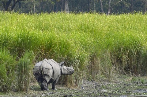 Assam